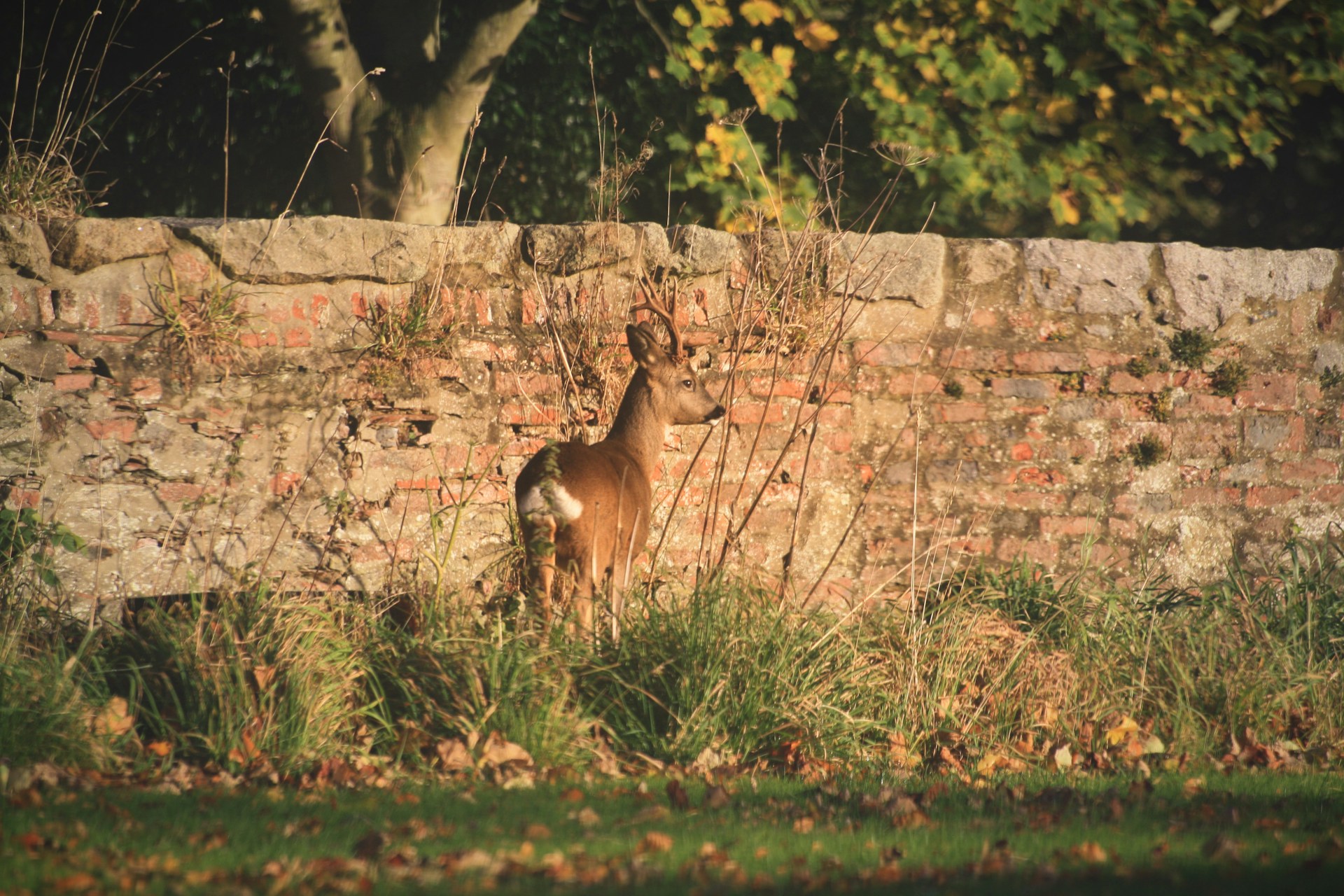 Scottish Nature Trails and Walks What to Do in Aberdeen Ardoe House Hotel image of a deer on a woodland walk in front of a stone wall